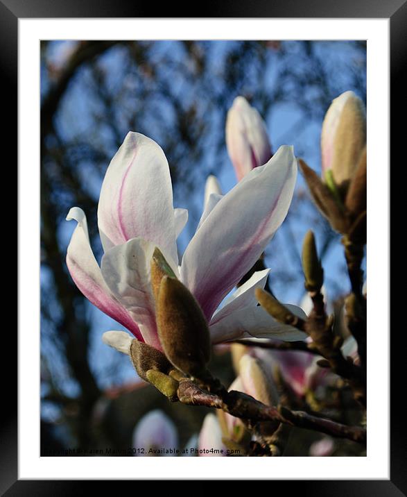 Magnolia Bloom Framed Mounted Print by Karen Martin