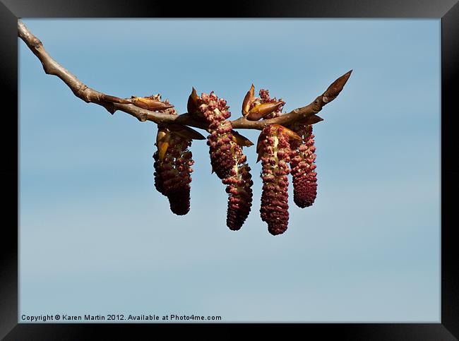 Red Catkins, Blue Sky Framed Print by Karen Martin