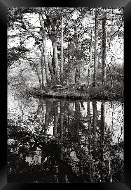 Trees and reflections Framed Print by Chris Martin