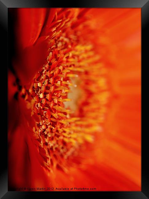 Orange Gerbera Framed Print by Karen Martin