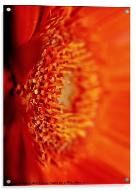 Orange Gerbera Acrylic by Karen Martin
