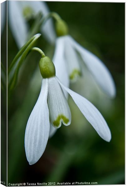 Snowdrops in spring Canvas Print by Teresa Neville