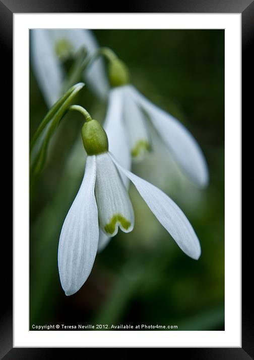 Snowdrops in spring Framed Mounted Print by Teresa Neville