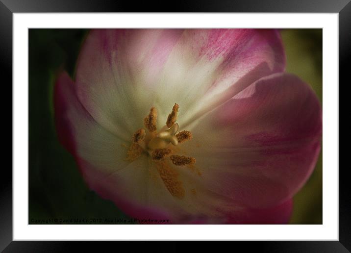 Tulip in colour Framed Mounted Print by David Martin