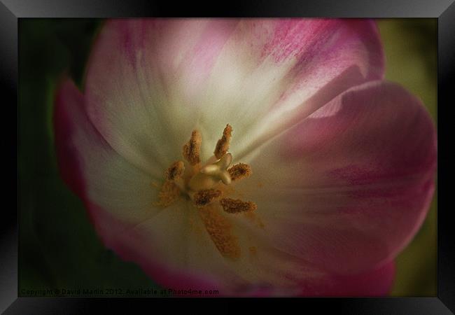 Tulip in colour Framed Print by David Martin