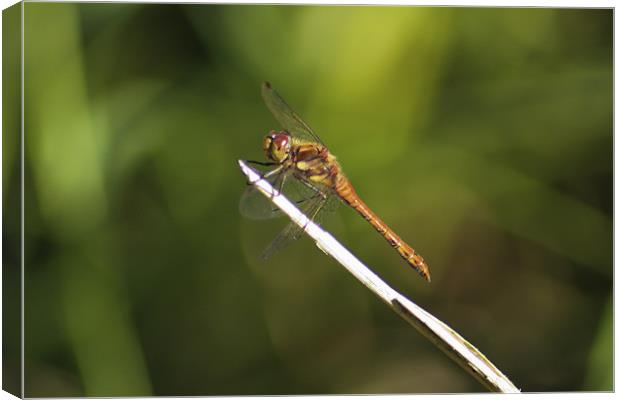 Dragonfly basking in the sun Canvas Print by Jack Jacovou Travellingjour