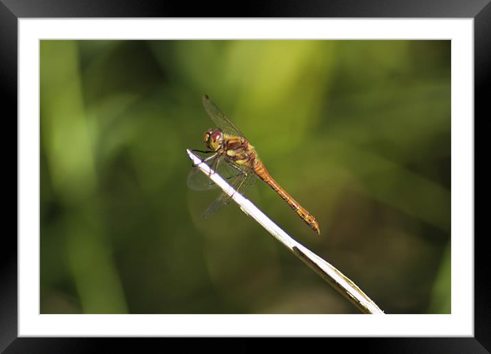 Dragonfly basking in the sun Framed Mounted Print by Jack Jacovou Travellingjour