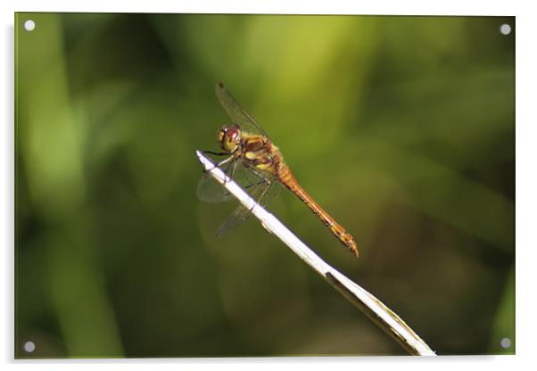 Dragonfly basking in the sun Acrylic by Jack Jacovou Travellingjour