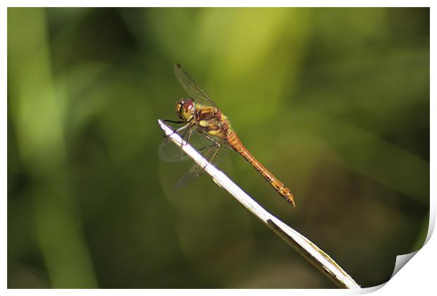 Dragonfly basking in the sun Print by Jack Jacovou Travellingjour