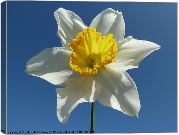 White and Yellow Narcissus Daffodil Canvas Print by John McCoubrey