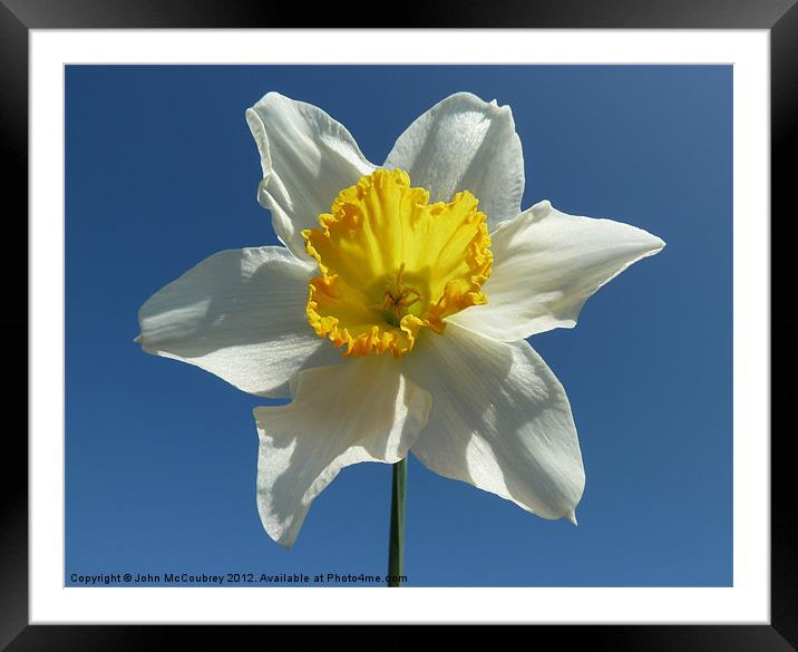 White and Yellow Narcissus Daffodil Framed Mounted Print by John McCoubrey