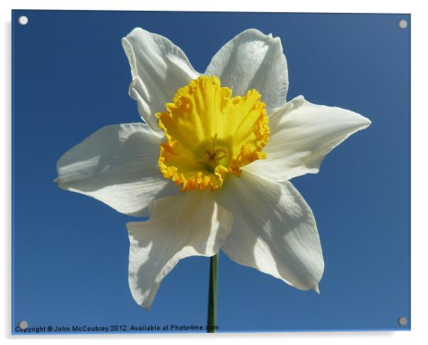 White and Yellow Narcissus Daffodil Acrylic by John McCoubrey