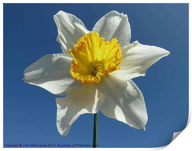 White and Yellow Narcissus Daffodil Print by John McCoubrey