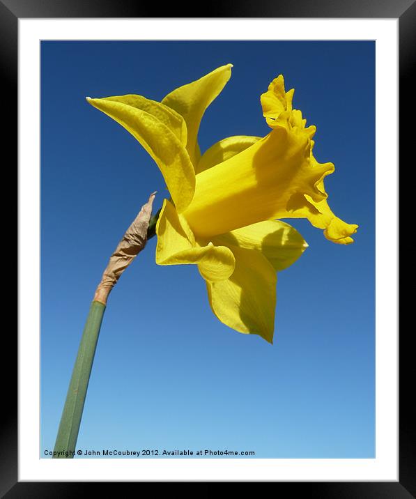 Yellow Trumpet Daffodil Framed Mounted Print by John McCoubrey