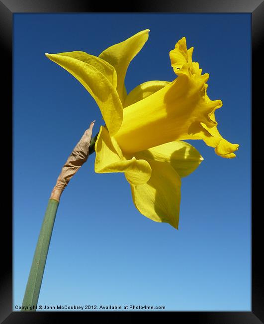 Yellow Trumpet Daffodil Framed Print by John McCoubrey