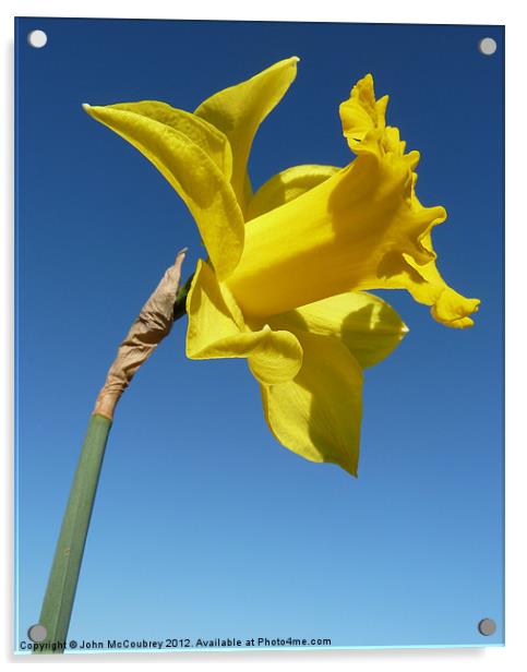 Yellow Trumpet Daffodil Acrylic by John McCoubrey