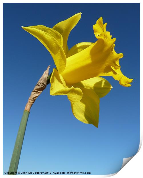 Yellow Trumpet Daffodil Print by John McCoubrey
