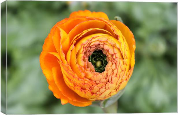 Orange flower starting to bloom Canvas Print by Charlotte Anderson
