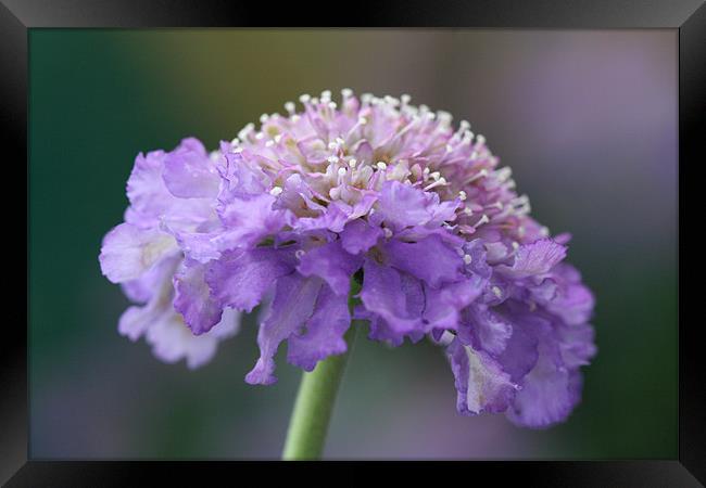 Closeup purple flower - Scabious Framed Print by Charlotte Anderson