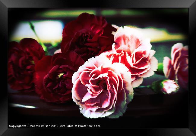 Lomo Carnations Framed Print by Elizabeth Wilson-Stephen