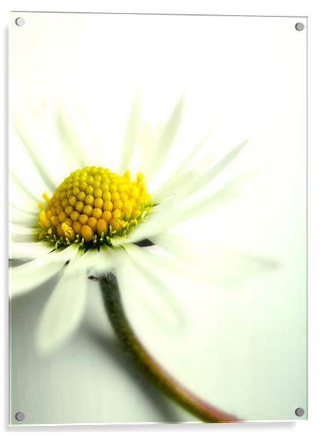 dreamy daisy Acrylic by Heather Newton