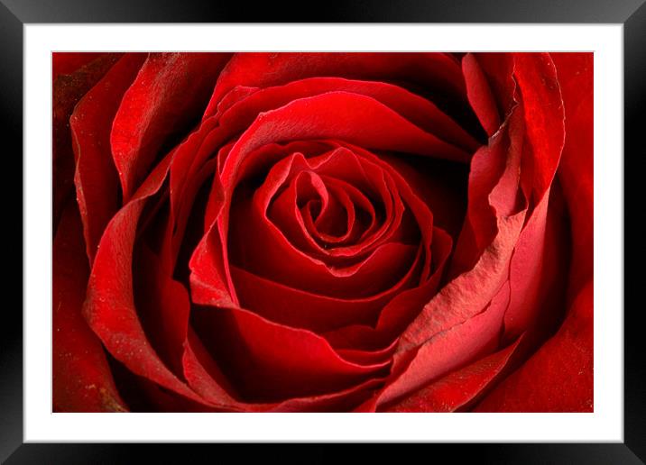 Tainted Rose Framed Mounted Print by Gavin OMahony