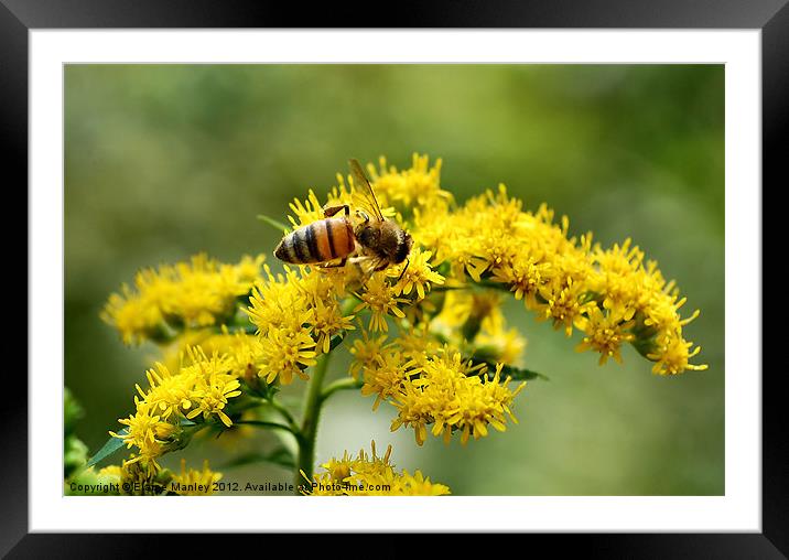 Small Bee on Yellow Flowers Framed Mounted Print by Elaine Manley