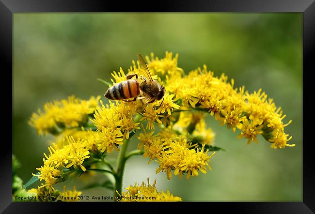Small Bee on Yellow Flowers Framed Print by Elaine Manley