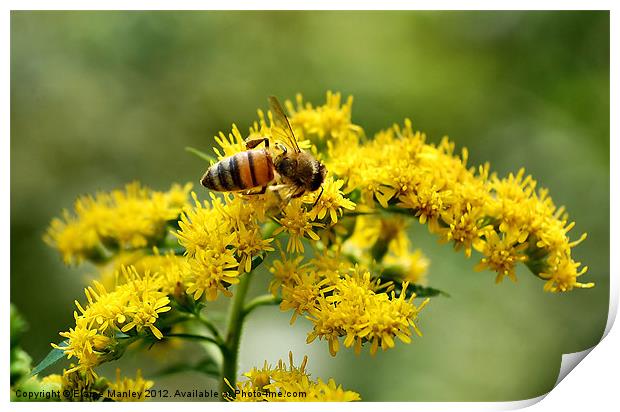 Small Bee on Yellow Flowers Print by Elaine Manley