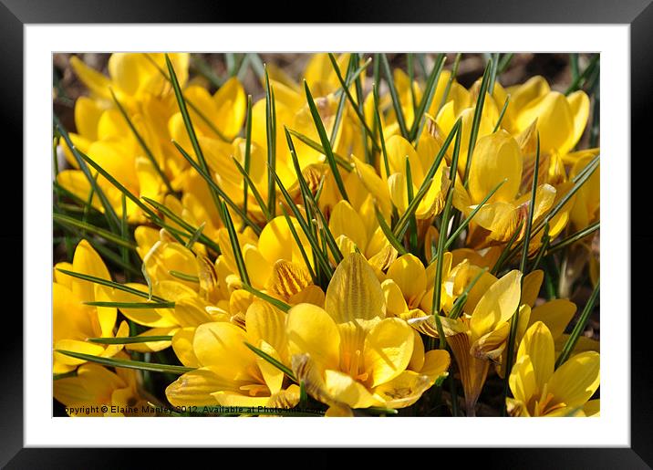  Spring  Crocus Flower ..Sunshine on a Cloudy Day  Framed Mounted Print by Elaine Manley