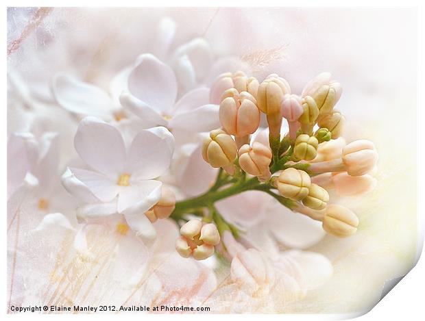  Spring  Flower Lilacs  Print by Elaine Manley