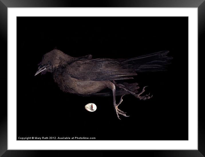 Black Bird Framed Mounted Print by Mary Rath