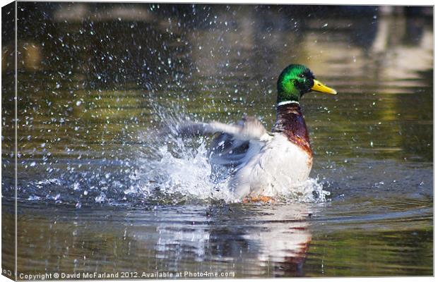 Duck and Dive Canvas Print by David McFarland