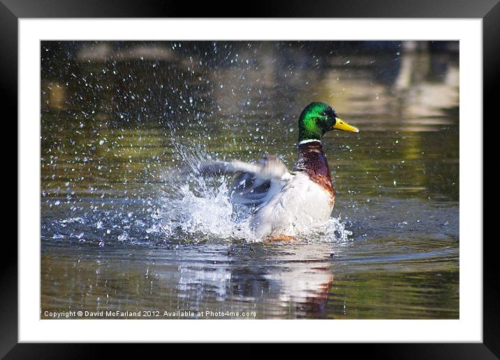 Duck and Dive Framed Mounted Print by David McFarland