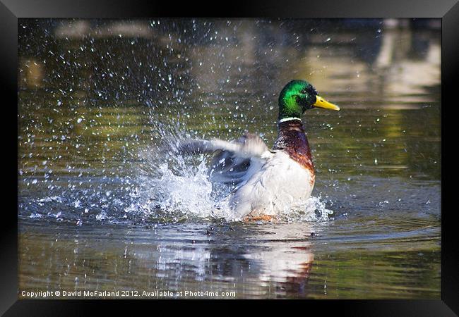 Duck and Dive Framed Print by David McFarland