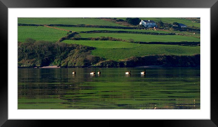 Ducks in Dingle Bay Framed Mounted Print by barbara walsh