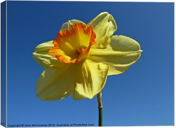 Yellow and Orange Narcissus Canvas Print by John McCoubrey