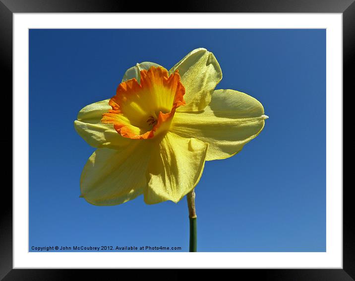 Yellow and Orange Narcissus Framed Mounted Print by John McCoubrey