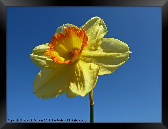 Yellow and Orange Narcissus Framed Print by John McCoubrey