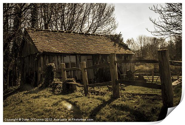 Old Fashioned Shed Print by Dawn O'Connor