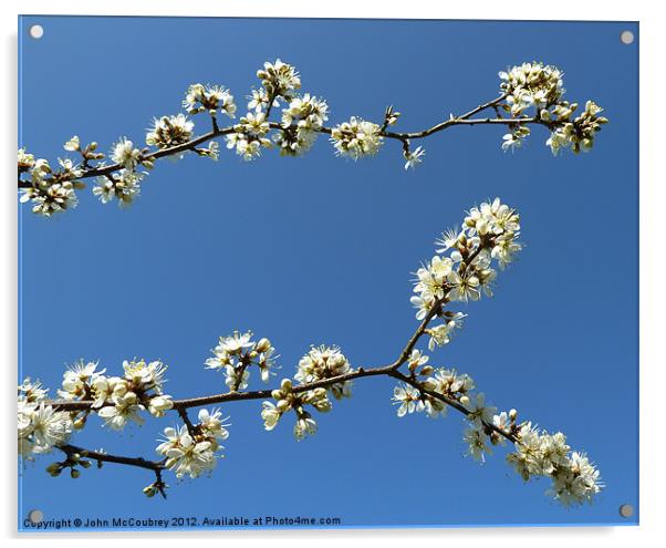 Blackthorn Blossom Acrylic by John McCoubrey