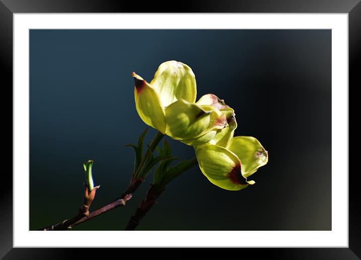 Early Dogwood Blossoms Framed Mounted Print by Kathleen Stephens