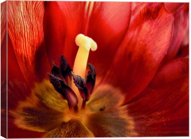 crimson tulip Canvas Print by Heather Newton