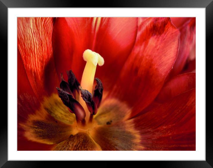 crimson tulip Framed Mounted Print by Heather Newton