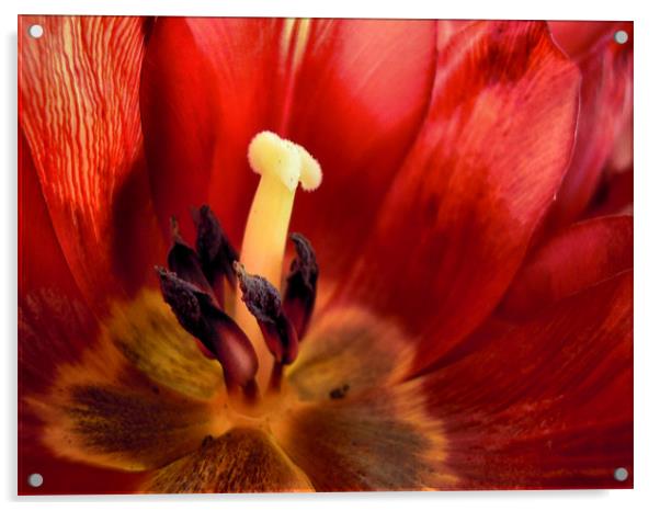 crimson tulip Acrylic by Heather Newton