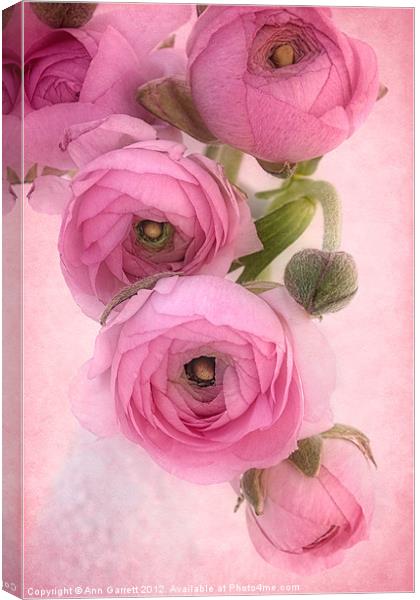 Pink Ranunculus Canvas Print by Ann Garrett