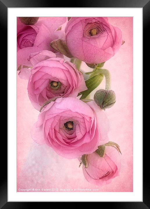 Pink Ranunculus Framed Mounted Print by Ann Garrett