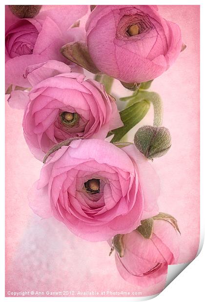 Pink Ranunculus Print by Ann Garrett