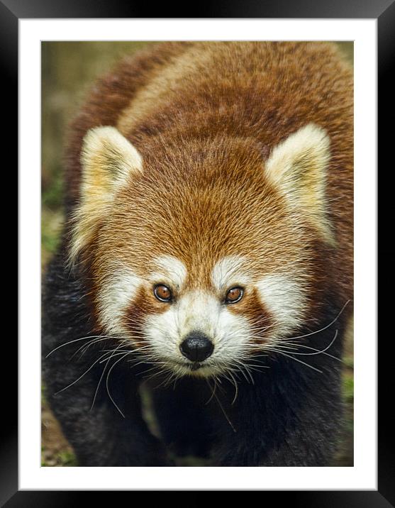 Red Panda Framed Mounted Print by Val Saxby LRPS