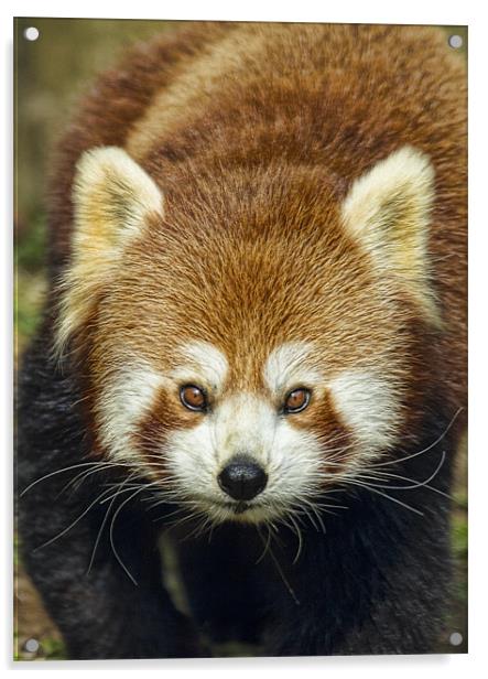 Red Panda Acrylic by Val Saxby LRPS